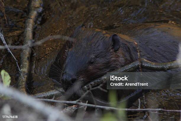 Castor Da América Do Norte - Fotografias de stock e mais imagens de Alimentar - Alimentar, Animal selvagem, Castor - Roedor