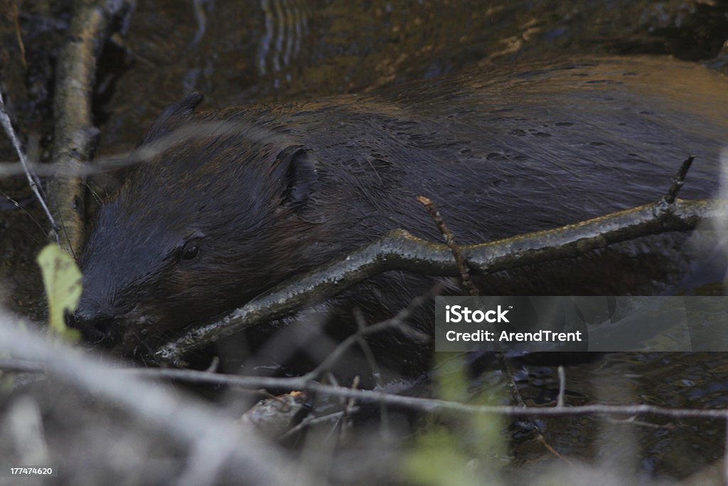 North American Beaver - Lizenzfrei Ast - Pflanzenbestandteil Stock-Foto