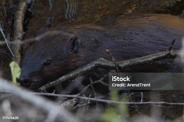 North American Beaver - zdjęcia stockowe i więcej obrazów Bóbr - Bóbr, Bóbr kanadyjski, Ekosystem
