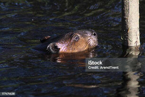 Photo libre de droit de Castor Damérique Du Nord banque d'images et plus d'images libres de droit de Maine - Maine, Animaux à l'état sauvage, Branche - Partie d'une plante