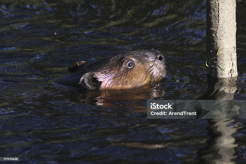 North American Beaver - Zbiór zdjęć royalty-free (Stan Maine)