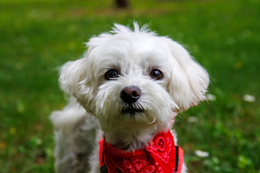Maltese dog refers both to an ancient variety of dwarf canine from Italy and generally associated also with the island of Malta, and to a modern breed of dog in the toy group. The contemporary variety is genetically related to the Bichon, Bolognese, and Havanese breeds.