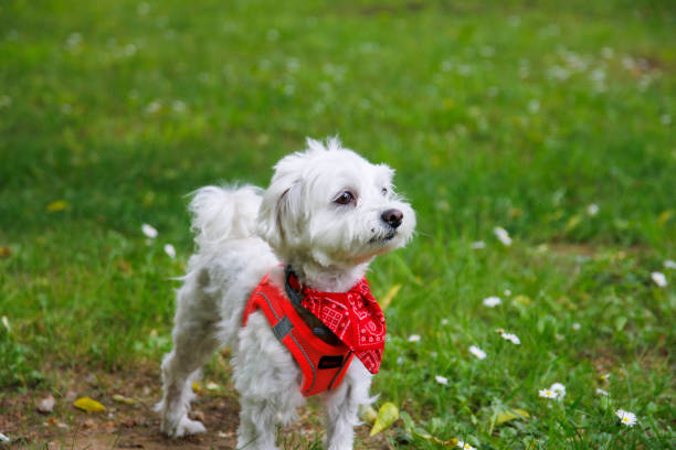 istock White Maltese dog playful and posing into city park 1774754737