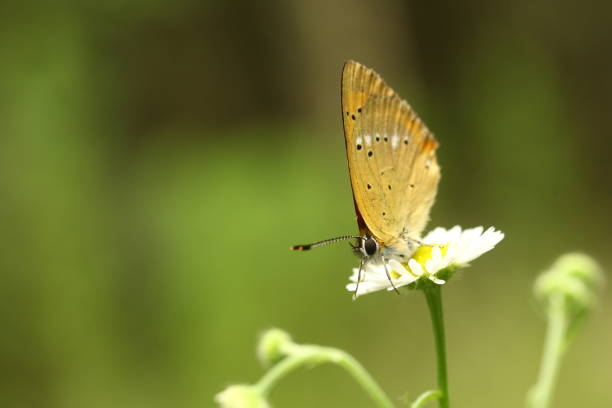 Spangle Butterfly.\nLantana Flowers.
