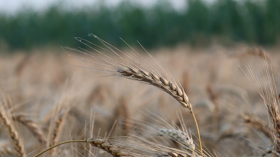 Close-up of ripe wheats on an agricultural field
