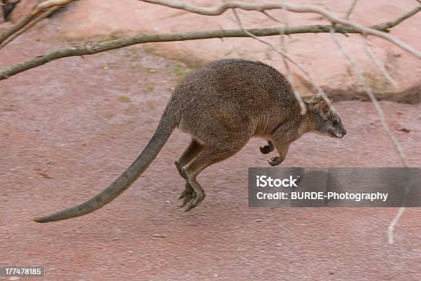 캥거루 Macropodidae 0명에 대한 스톡 사진 및 기타 이미지 - 0명, 사진-이미지, 수평 구성