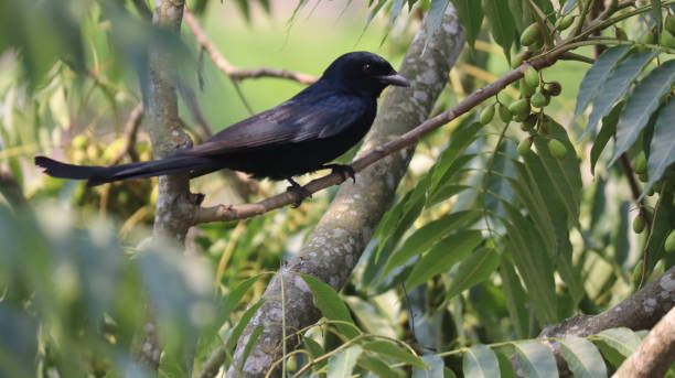 koyal asiatique ou koel . merle noir - greater blue eared glossy starling photos et images de collection