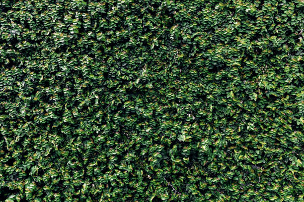 ハーブの壁、植物の壁、自然の緑の壁紙と背景。自然の壁。緑の森の自然の背景 - 24120 ストックフォトと画像