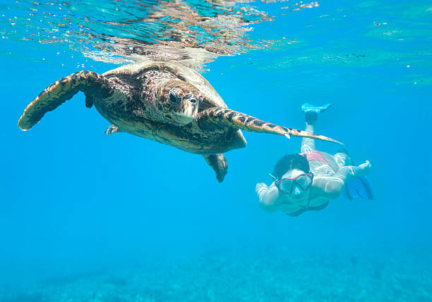 Woman diving with a Hawksbill Sea Turtle, Seychelles Very lucky shot of a woman swimming with an Hawksbill Sea Turtle (Eretmochelys imbricata) in the Ocean. Nikon D3X + Underwatercase (XXXL) seychelles stock pictures, royalty-free photos & images