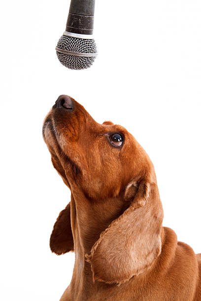 istock English Cocker Spaniel Dog and Microphone 177478968