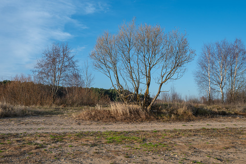 Autumn landscape. Empty sandy wild beach with trees without leaves, dried grass. Sunny day.