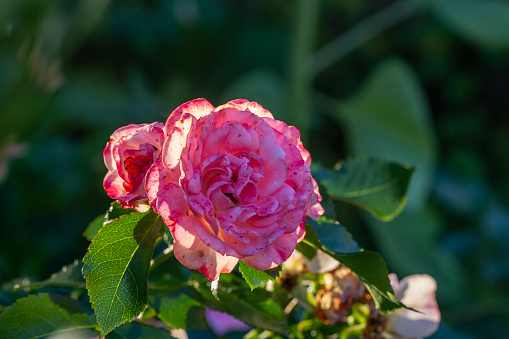 pink rose blooming in the garden