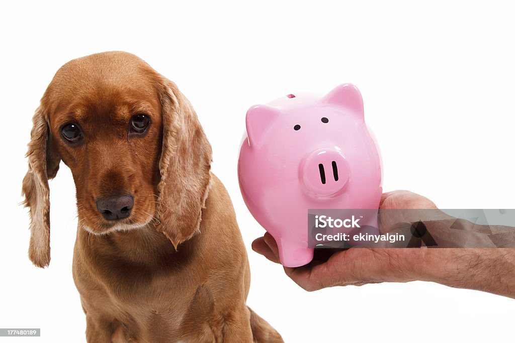 Englischer Cocker Spaniel Hund und Sparschwein - Lizenzfrei Blick durchs Fenster Stock-Foto