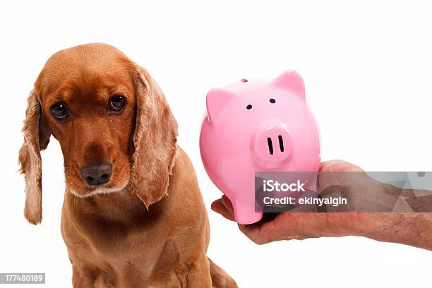 Inglês Cocker Spaniel Cachorro E Mealheiro - Fotografias de stock e mais imagens de Amizade - Amizade, Animal, Animal Doméstico