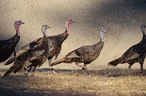 A group of wild turkeys congregating in an open grassy area adjacent to a stone wall