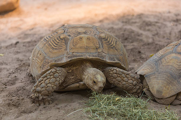 tortue sillonnée (centrochelys sulcata) - turtle photos et images de collection