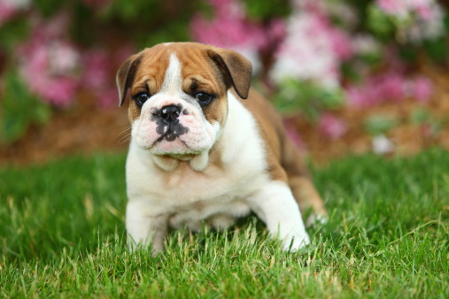 A wrinkly English Bulldog puppy stands in the grass and checks out his surroundings.