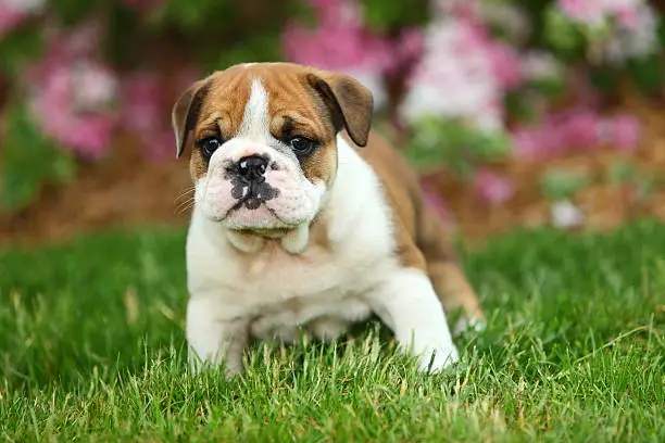 Photo of English Bulldog Puppy Standing in Beautiful Grass
