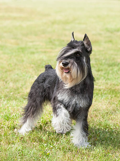 istock Purebred  dog Miniature schnauzer on green grass 177480486