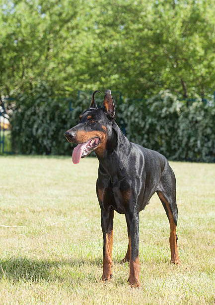 istock Purebred  dog Doberman 177480535
