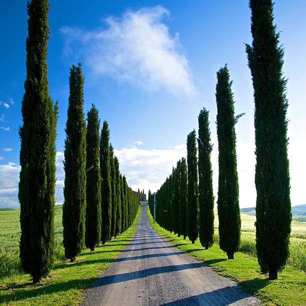 istock Cypress Avenue - Tuscany 177480814