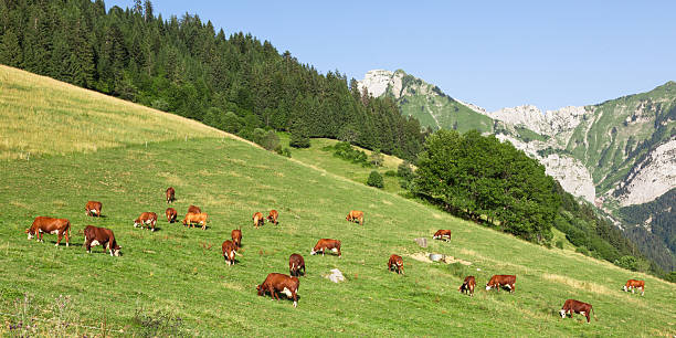 istock Cows wearing bells are grazing in a beautiful green meadow 177481017