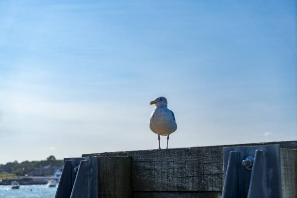 A silver Gul, Chroicocephalus novaehollandiae, on a mooring post.