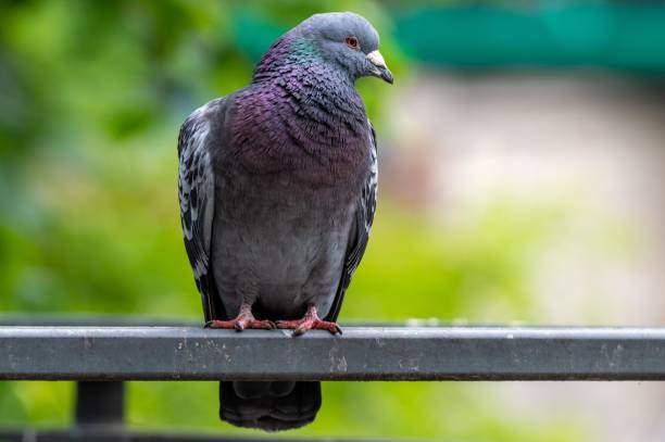 istock Large pigeon perched upon a silver bar, surrounded by a lush green landscape 1774826339