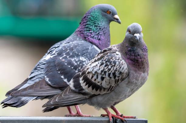 istock two pigeons sitting on top of each other on a bench 1774826359