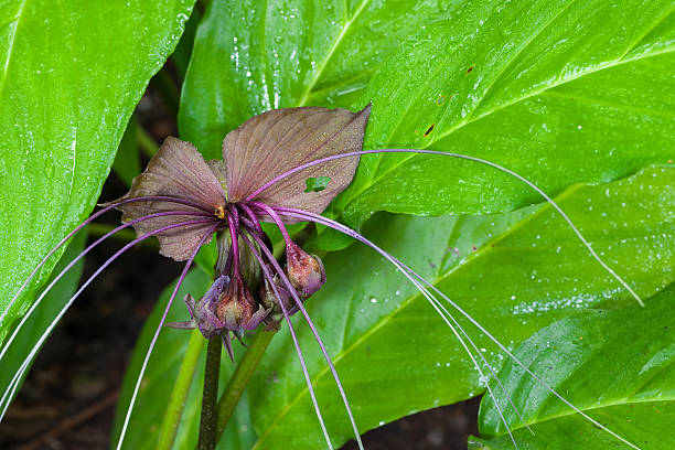 Bat Blume (Tacca chantrieri Andre) – Foto