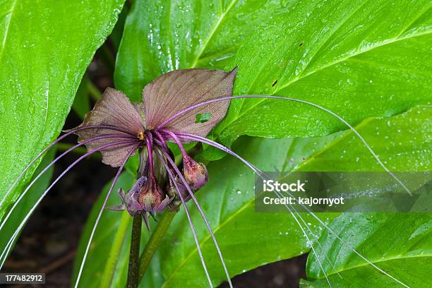 Bat Flor - Fotografias de stock e mais imagens de Tacca Chantrieri - Tacca Chantrieri, Ao Ar Livre, Big Island - Ilhas do Havai