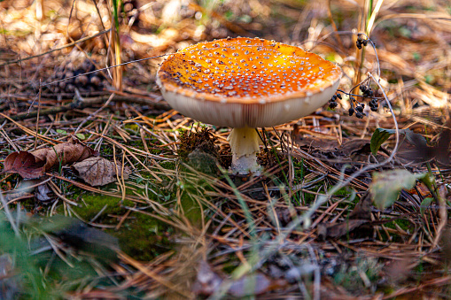 Red fly agaric mushroom in a coniferous forest. Close-up of a mushroom cap with white dots. Selective focus. Amanita muscaria.