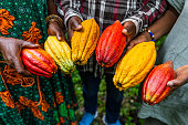 Closeup of harvesters hands showing yellow and red cocoa pods just picked