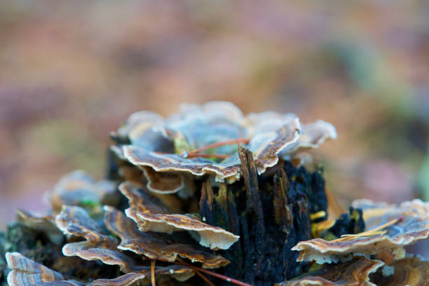 istock Macro shot of mushrooms in the fall. 1774837201