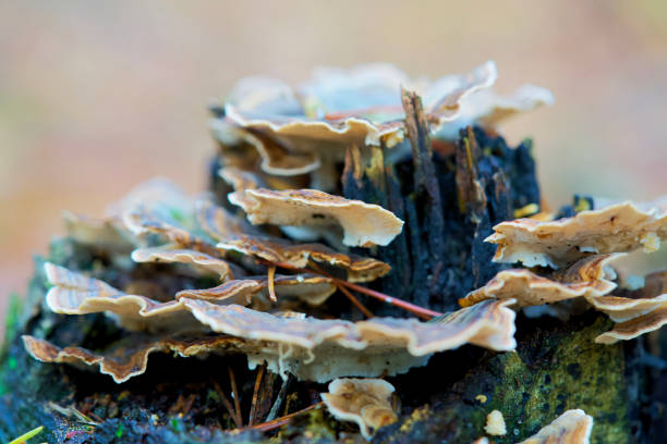 istock Macro shot of mushrooms in the fall. 1774837203