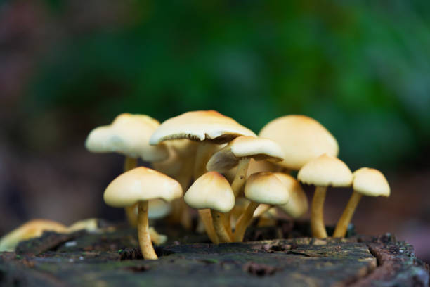 istock Macro shot of mushrooms in the fall. 1774838270
