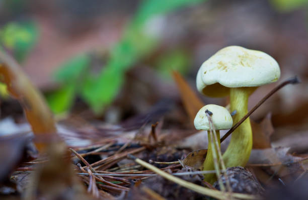 Mushrooms in autumn