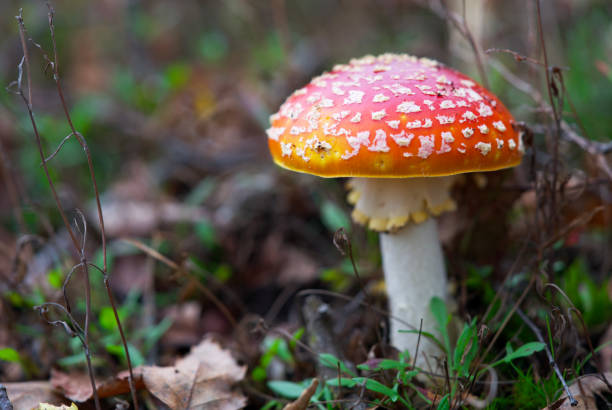 istock Macro shot of mushrooms in the fall. 1774838806