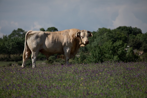 Bull in a field of grass