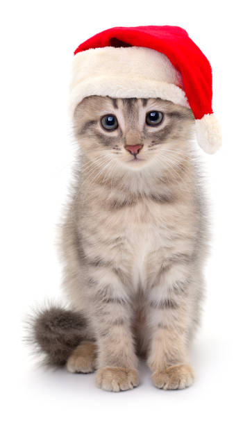 istock Kitten in Santa Claus Christmas hat. 1774849053