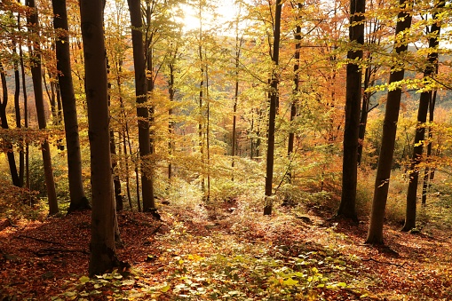 Autumn beech forest during sunrise, Poland.