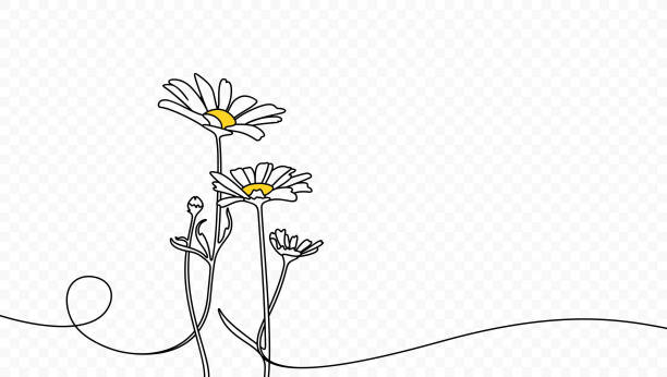 ilustraciones, imágenes clip art, dibujos animados e iconos de stock de dibujo continuo de una línea de hermoso diseño vectorial de manzanilla de flores silvestres. ilustración de arte de una sola línea del paisaje de la naturaleza con la margarita de las flores de la pradera del campo hermoso sobre fondo transparente - chamomile plant chamomile bouquet wildflower