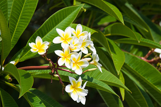 istock Beautiful flowers of Israel, 177486065