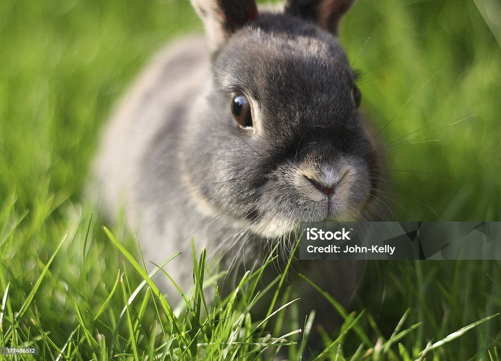 Grey Rabbit at Dusk Close up of a pet rabbit in the grass. Taken with a shallow depth of field in the evening light. Brown Eyes Stock Photo