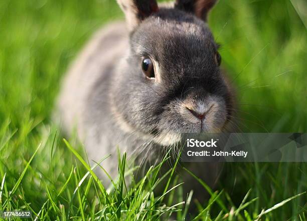 Grey Rabbit At Dusk Stock Photo - Download Image Now - Brown Eyes, Gray Color, Rabbit - Animal