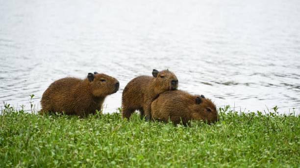istock Capybara cubs on the shore of a lake 1774873619