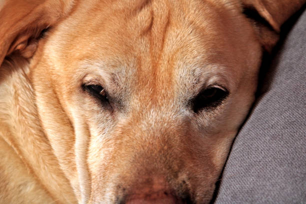 labrador dog resting after a long walk in the mountains