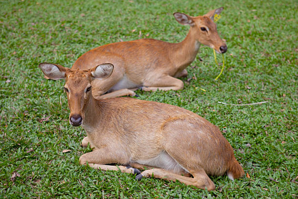 istock Whitetail deer fawn sniffing the ground with its doe 177488069