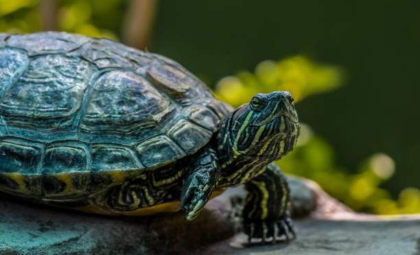 istock Terrapin turtle closeup in a zoo 1774882964