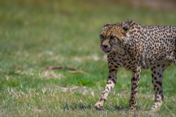 istock Cheetah the fastest animal on the planet 1774883340